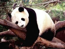 [Panda%255B2%255D.jpg]