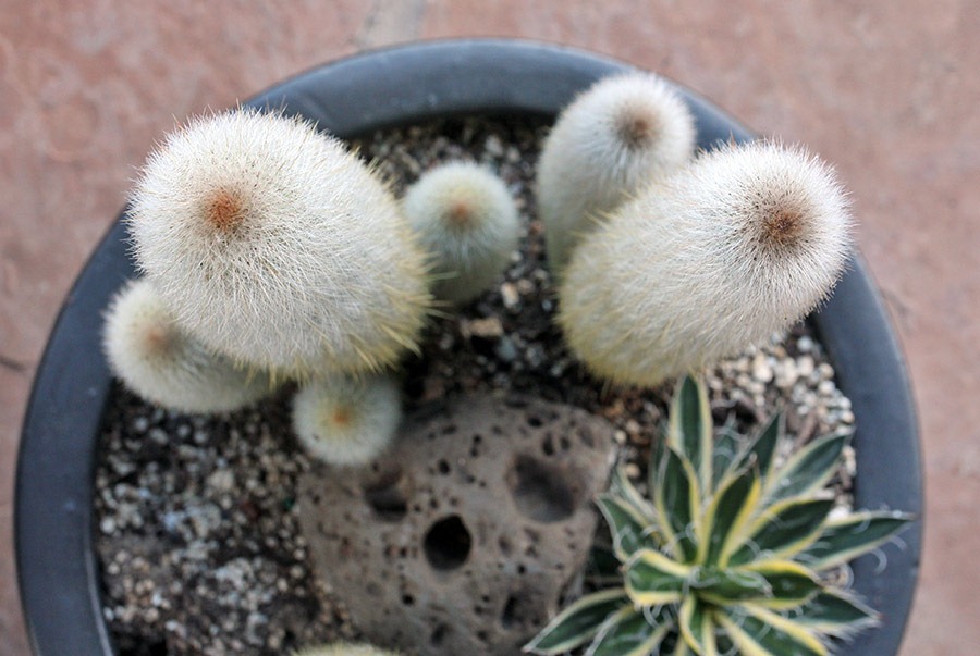 [120106_Cleistocactus%2520strausii%2520%252B%2520Agave%2520Shira%2520ito%2520no%2520Ohi_04%255B3%255D.jpg]