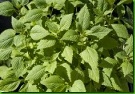 Vietnamese Lemon Mint