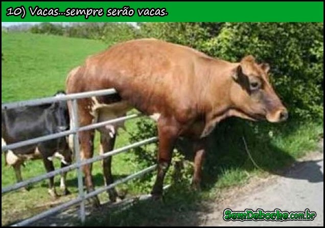 VACA LOCA! VACA LOCA!