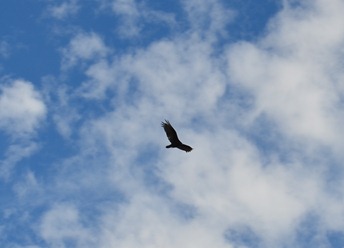 condor or buzzard?