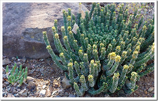 121013_RBG_Euphorbia-inermis-var-huttonae_05