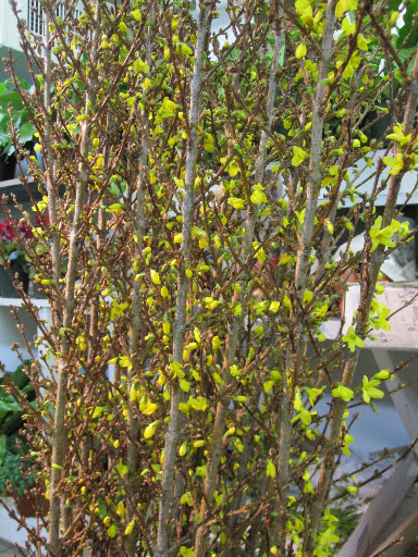 I love the colors of these branches.