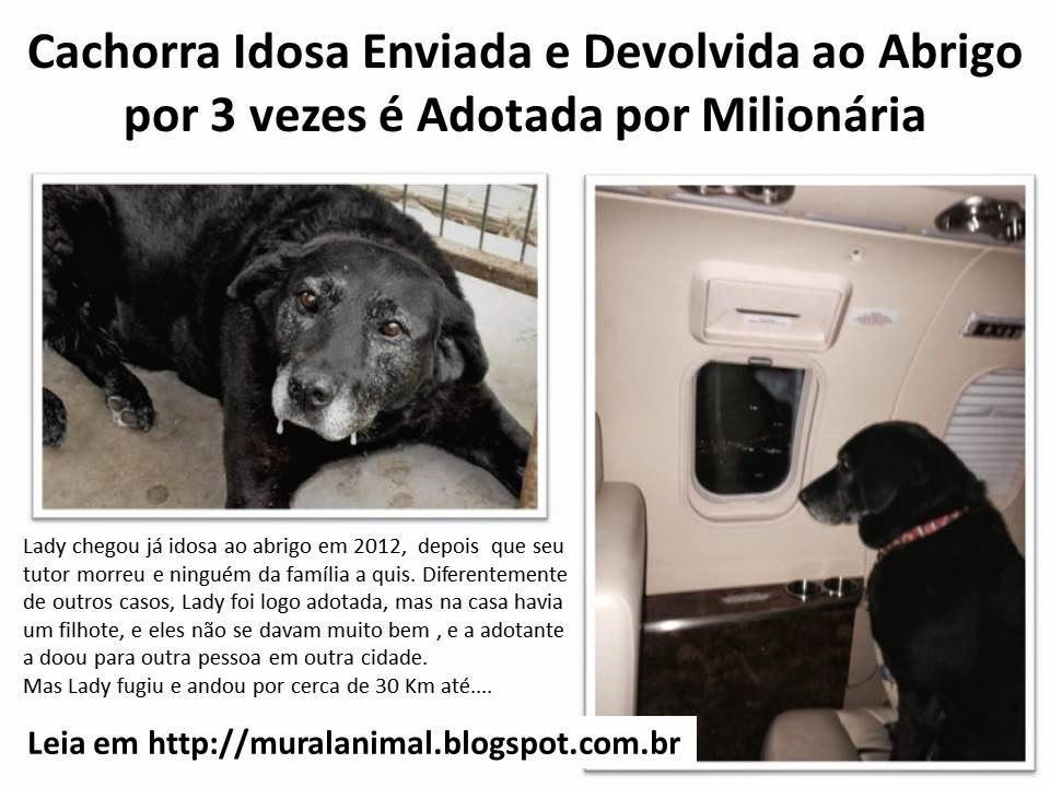 [Cachorra%2520Idosa%2520Enviada%2520e%2520Devolvida%2520ao%2520Abrigo%2520por%255B3%255D.jpg]