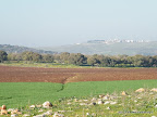 חורשת אלונים
