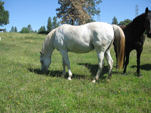 Sadly, Button was left behind when her movie-star owner died. With no will in place to assure their care, she and 33 others were rescued by NorCal Equine Rescue. Believe it or not, Tawnee and her crew have placed all but 9 of them into forever homes!