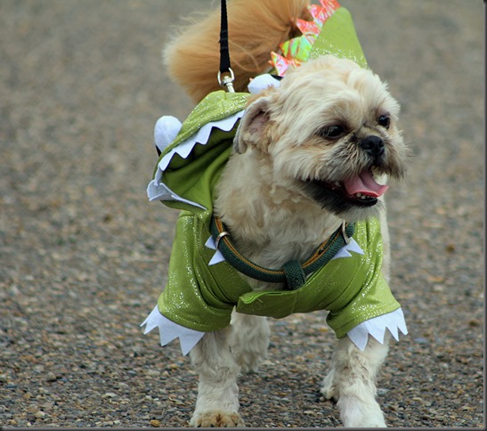 pet parade bentsen palm 201322