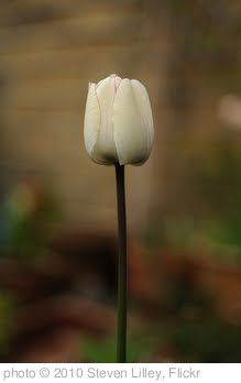 'Tulip' photo (c) 2010, Steven Lilley - license: http://creativecommons.org/licenses/by-sa/2.0/