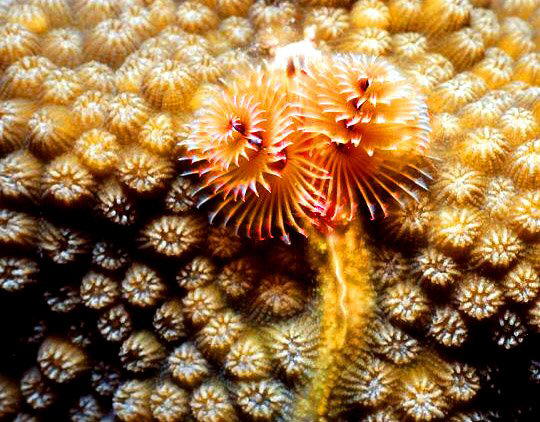 Strange Sea Creatures