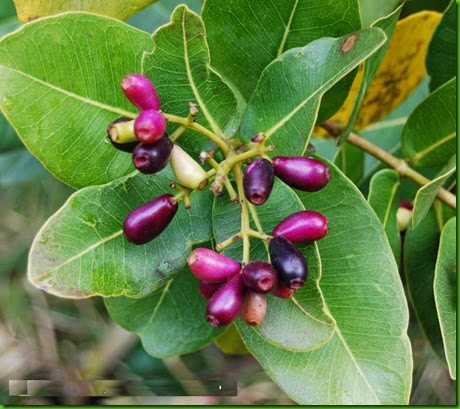 Water Berry Water Berry