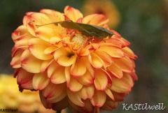 [IMG_1600-Editsmall%255B15%255D.jpg]