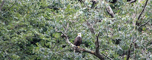 Potomac Eagle train19