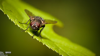 NatureCloseup- NatureCloseup-