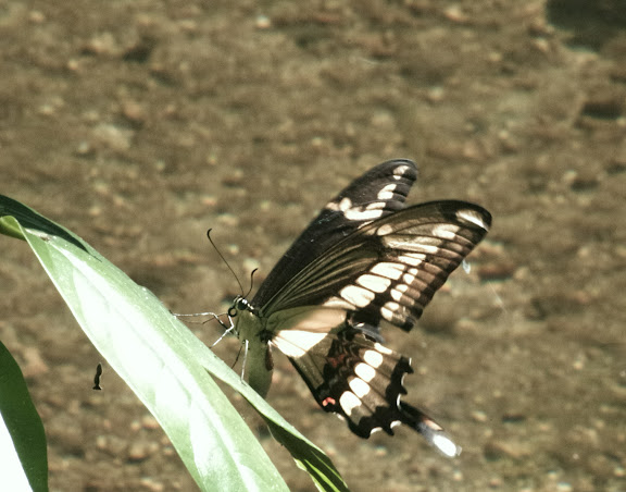 Papilio thoas brasiliensis ROTHSCHILD & JORDAN, 1906, femelle. Sertao de Barra do Una (Sao Sebastiao, SP). 22 février 2012. Photo : J.-M. Gayman