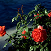 DSC04376-ec.jpg