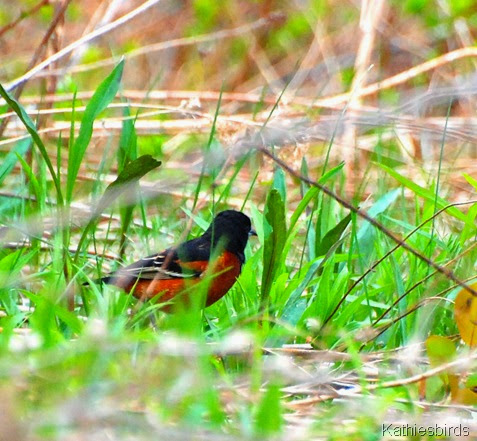 16. orchard oriole-kab