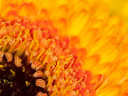 henrikj_090426_9972 - der - der.jpg