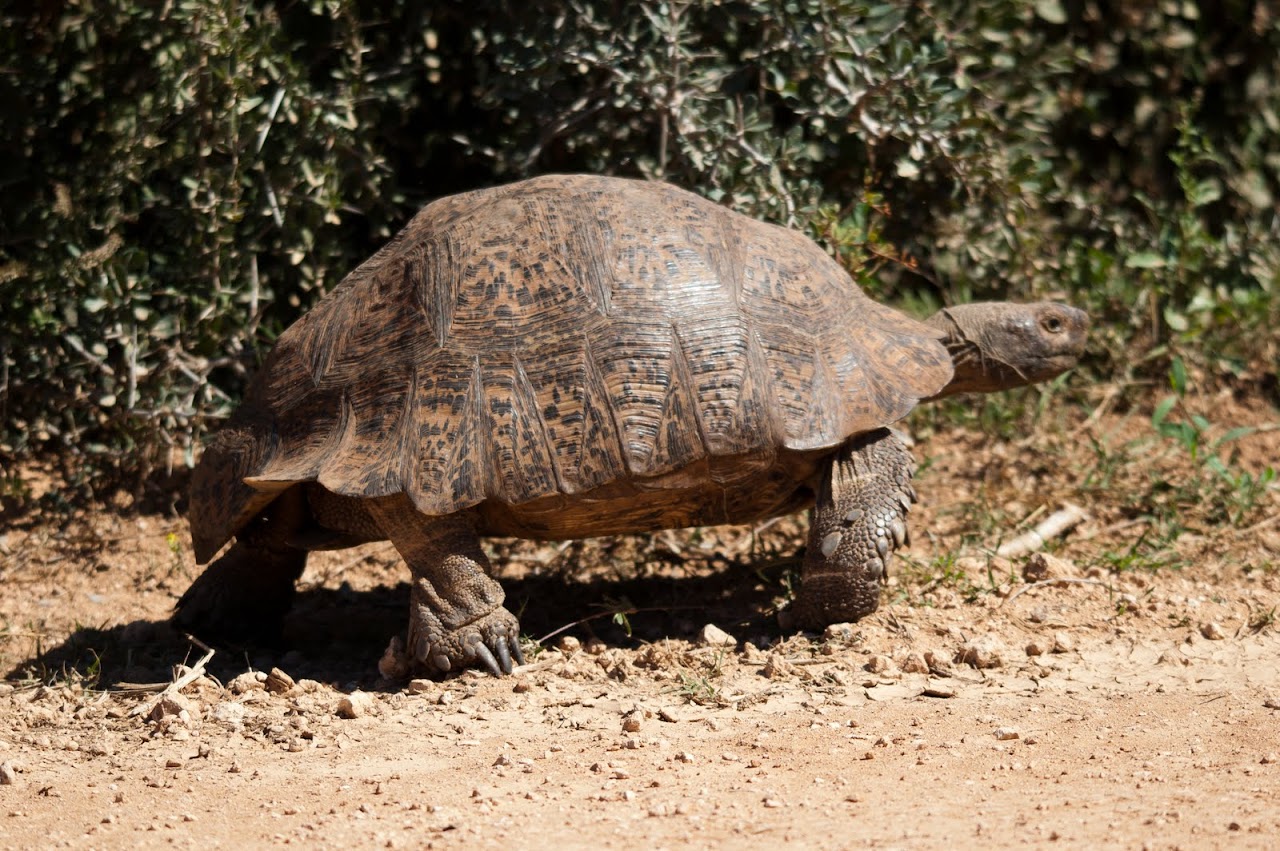 Turtle at Addo