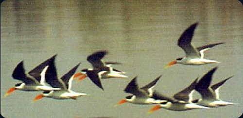 Chambal_Indian_Skimmer