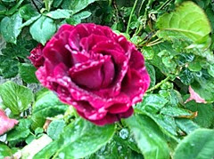deep pink rose