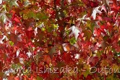 3 - Glória Ishizaka - Folhas de Outono