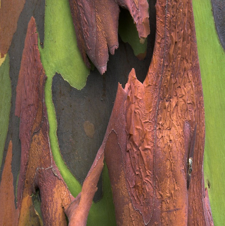 شجرة قوس قزح أكثر الاشجار الوانا (بالصور )*** Rainbow-eucalyptus-1%25255B6%25255D