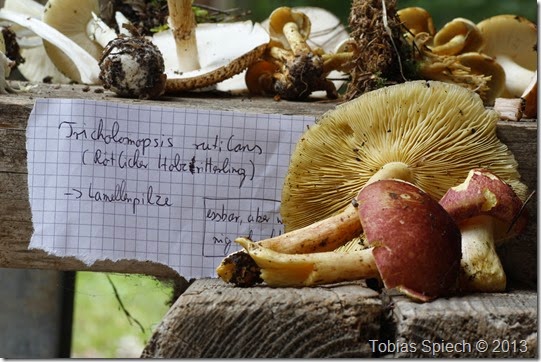 Rötlicher Holzritterling Tricholomopsis rutilans