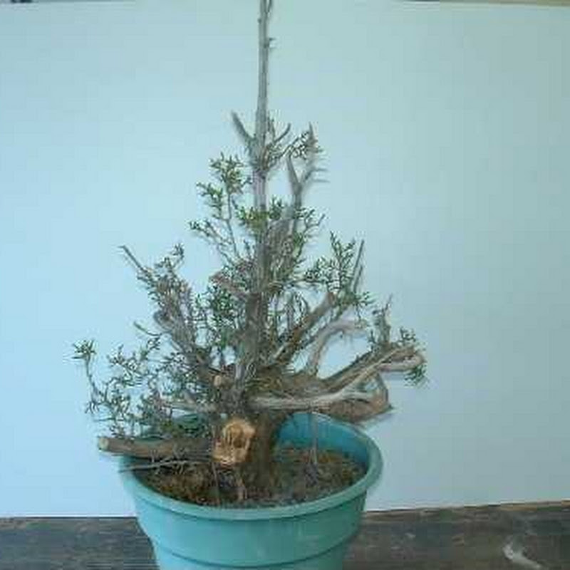 California Junipers: Tripper (Dedicated to Mr. Harry Hirao).