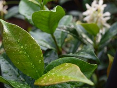 water droplets on jasmine leaves