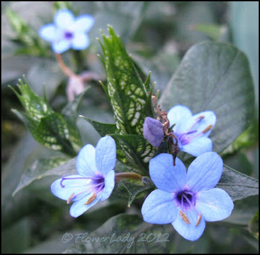 Blue Sage 0121bluesage Spiderwort