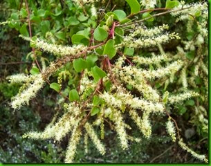 Anredera-cordifolia Anredera-cordifolia