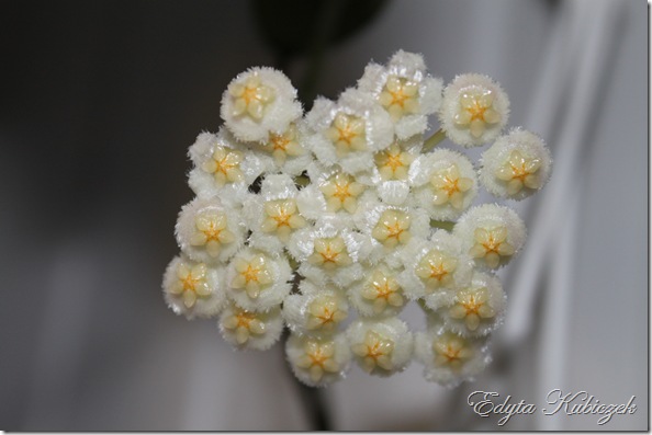 IMG_6881 IMG_6881