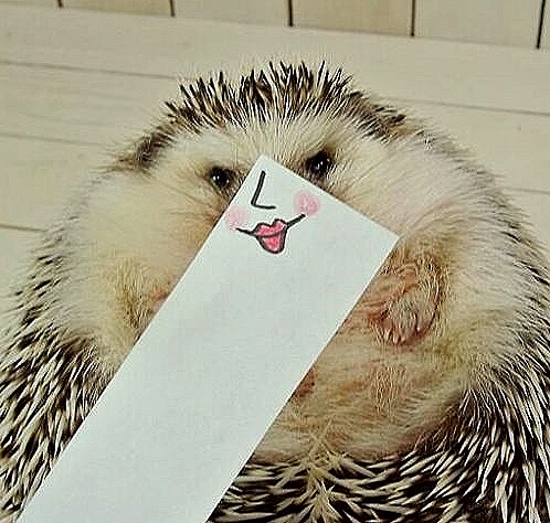 [hedgehog-marutaro-paper-faces-twitter-6__880%255B8%255D.jpg]