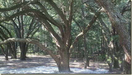 Cool tree on our hike...