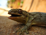 This is called a Wahlberg's Velvet Gecko. It fell off of our roof or out of a tree next to our house one day. It seemed a bit drowsy from soaking up too much sun, but it was a really cool lizard, pretty big and fat too. South Africa - 259.jpg