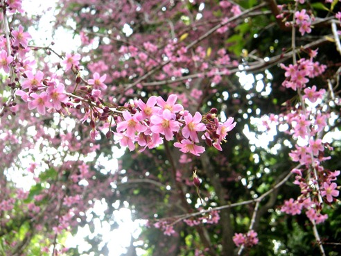 philippine cherry blossom-like tree