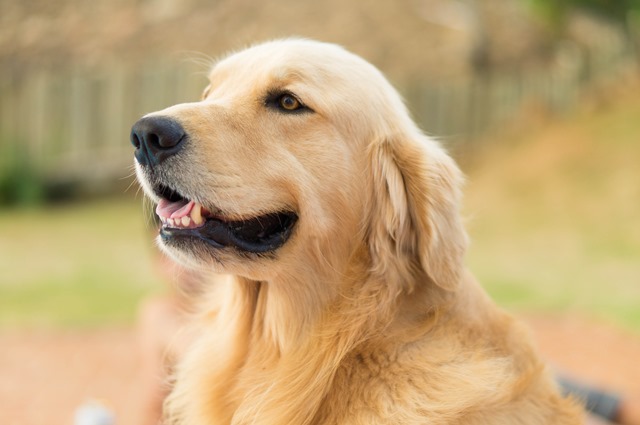 foto de cachorro