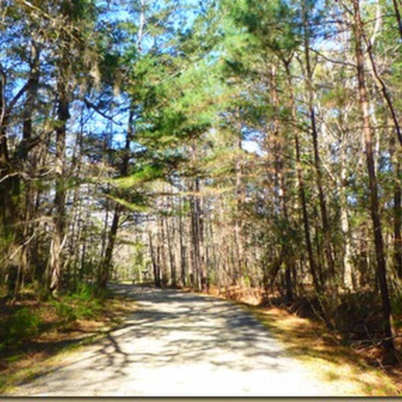Caw Caw County Park, SC