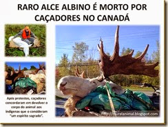 RARO ALCE ALBINO É MORTO POR CAÇADORES NO_thumb[1] (1)