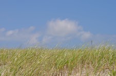 DSC_0516.JPG