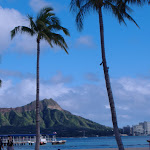 Palm trees!