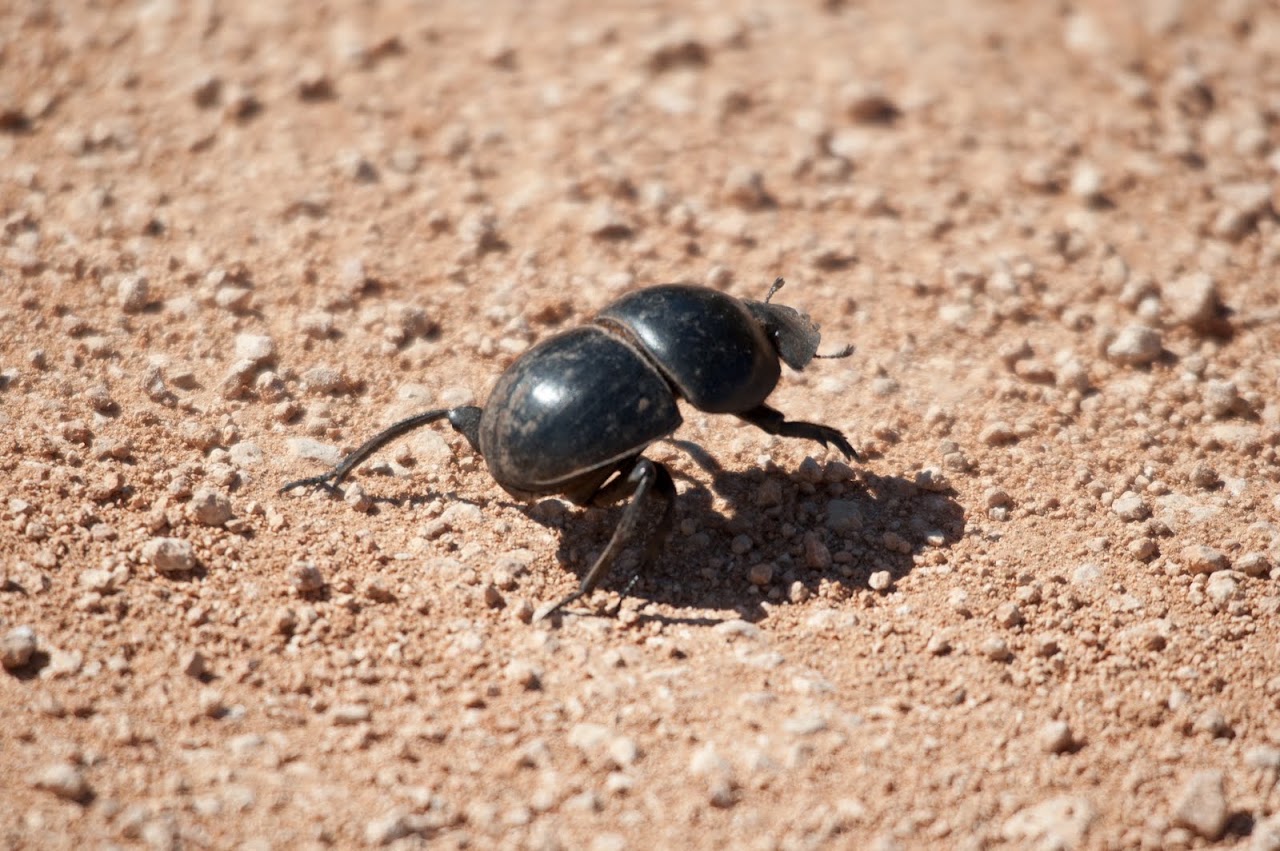 Dung beetle