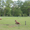 Onze paardjes - www.LandgoedDeKniep.nl