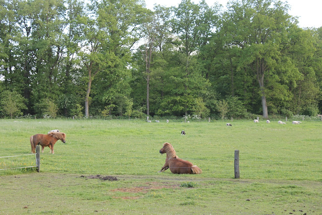 Onze paardjes - www.LandgoedDeKniep.nl