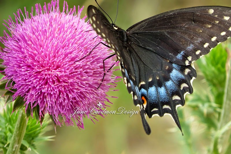 [BlackSwallowtail%255B3%255D.jpg]