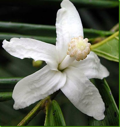 Quararibea funibris Quararibea funibris