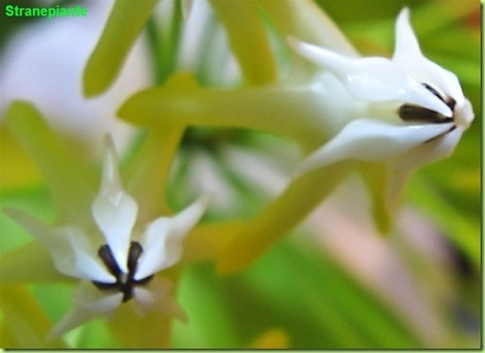 hoya multiflora fiore