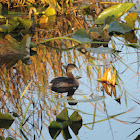 Pied-billed Grebe