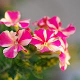 IMGP0969.JPG