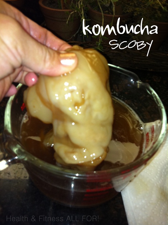 [SCOBY4.jpg]